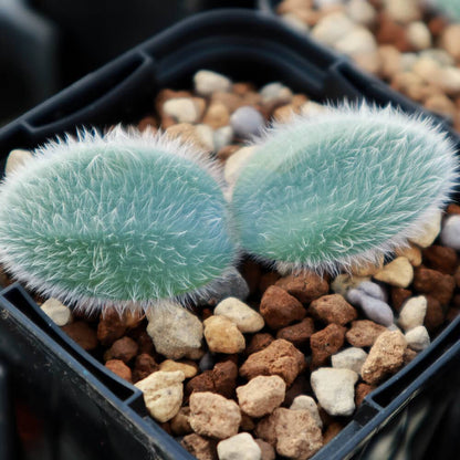 【園主おまかせ・入門株】 ストルマリア・ビローサ Strumaria villosa【現地株】