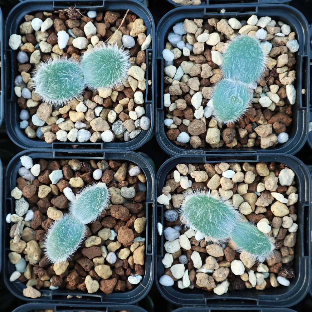 【園主おまかせ・入門株】 ストルマリア・ビローサ Strumaria villosa【現地株】