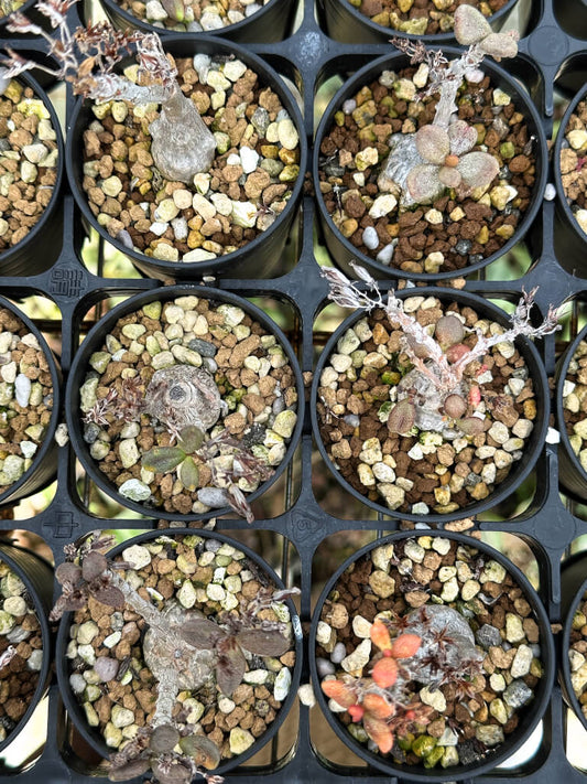 【園主おまかせ・特選株】チレコドン・アウルスベルゲンシス