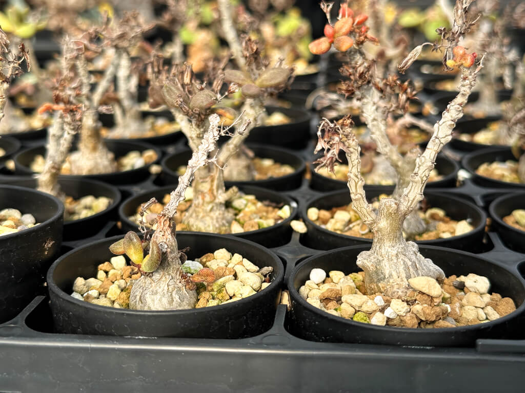 【園主おまかせ・特選株】チレコドン・アウルスベルゲンシス