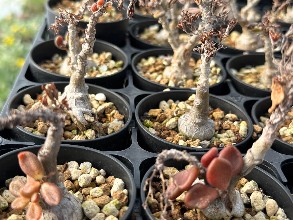 【園主おまかせ・特選株】チレコドン・アウルスベルゲンシス