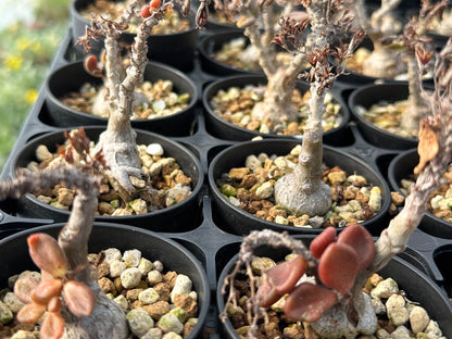 【園主おまかせ・特選株】チレコドン・アウルスベルゲンシス