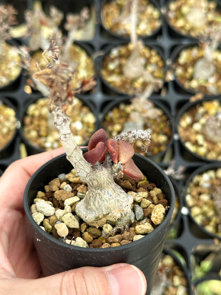 【園主おまかせ・特選株】チレコドン・アウルスベルゲンシス