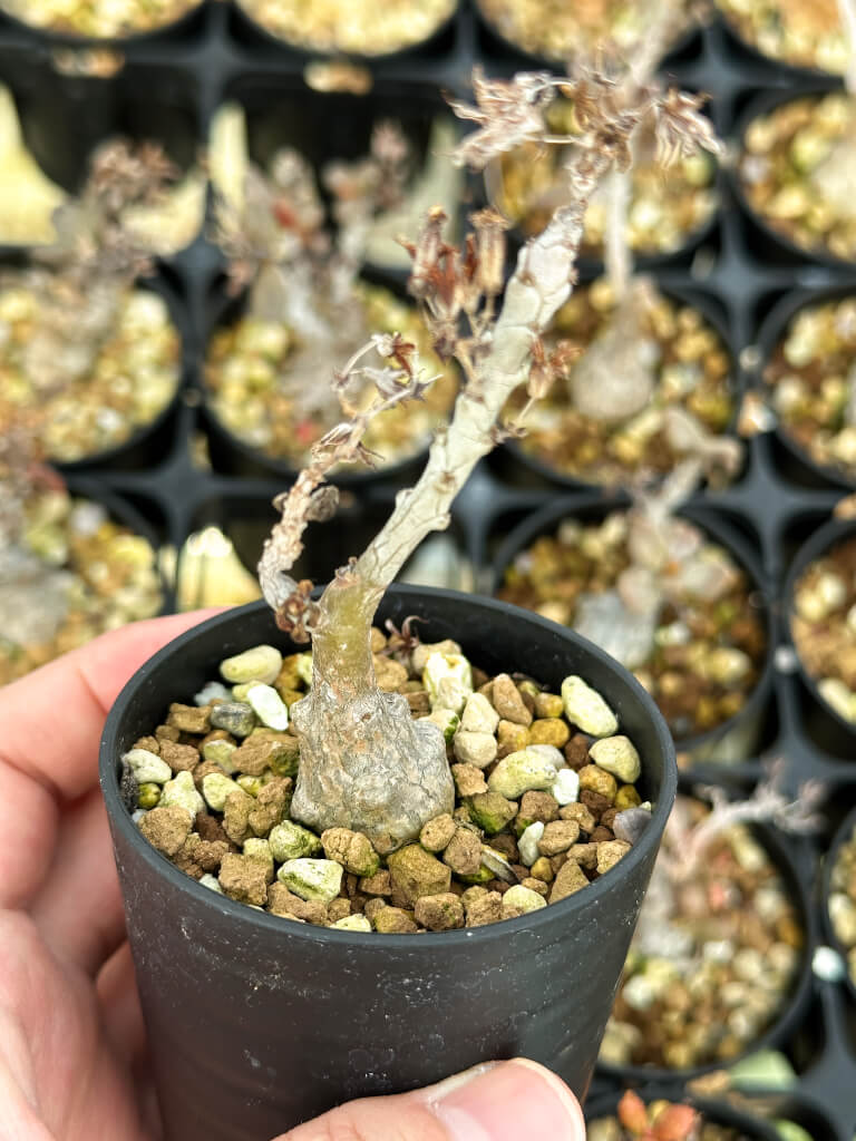 【園主おまかせ・特選株】チレコドン・アウルスベルゲンシス