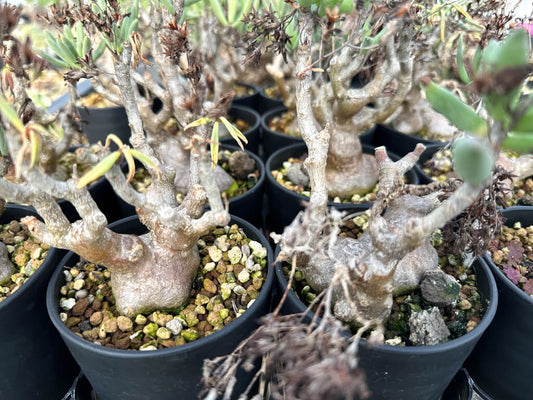 【園主おまかせ・特選株】チレコドン・フラギリス