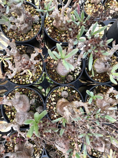 【園主おまかせ・特選株】チレコドン・フラギリス