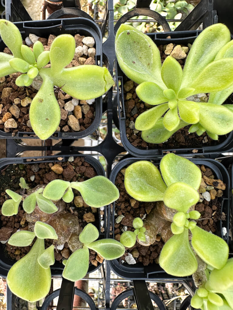 【園主おまかせ・特選株】チレコドン・ロンギペス