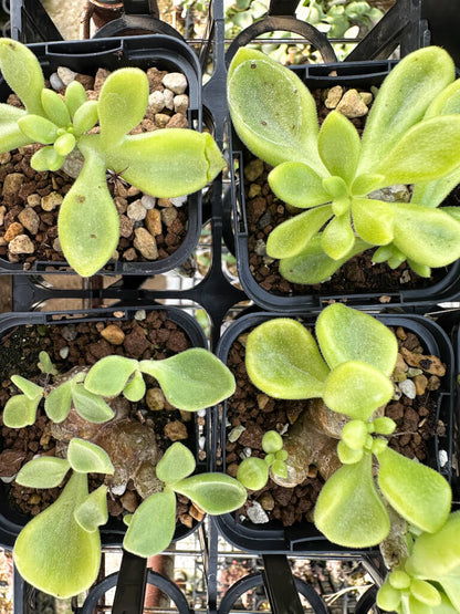 【園主おまかせ・特選株】チレコドン・ロンギペス