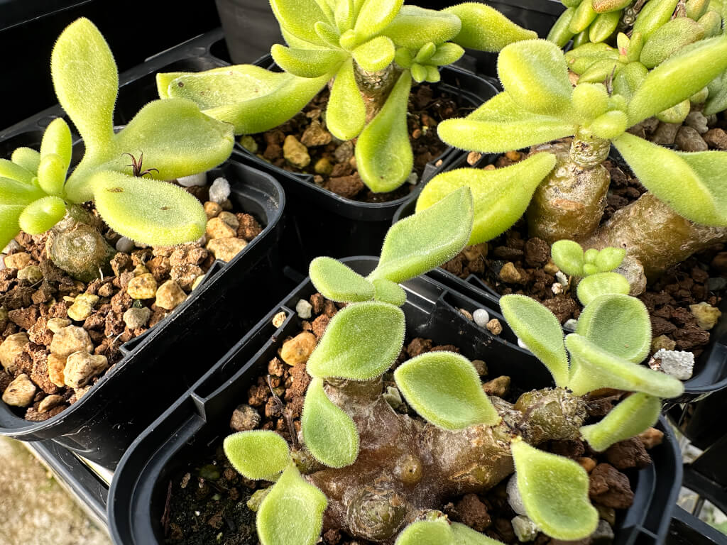 【園主おまかせ・特選株】チレコドン・ロンギペス