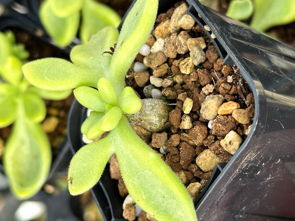 【園主おまかせ・特選株】チレコドン・ロンギペス