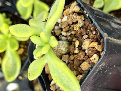 【園主おまかせ・特選株】チレコドン・ロンギペス