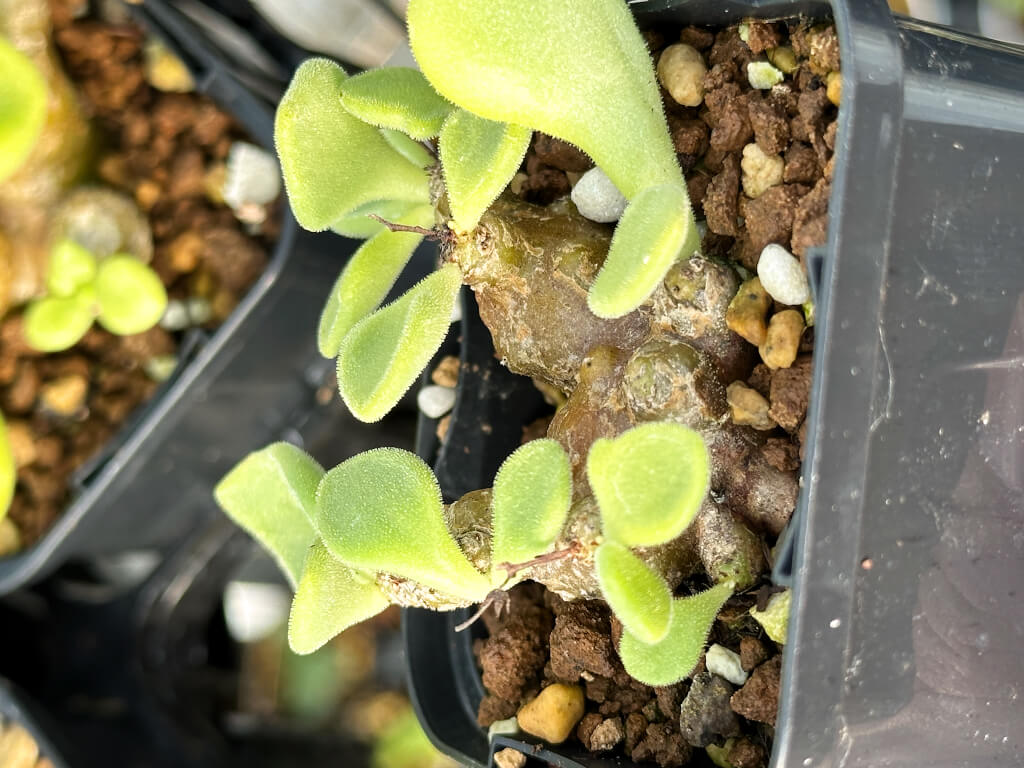 【園主おまかせ・特選株】チレコドン・ロンギペス