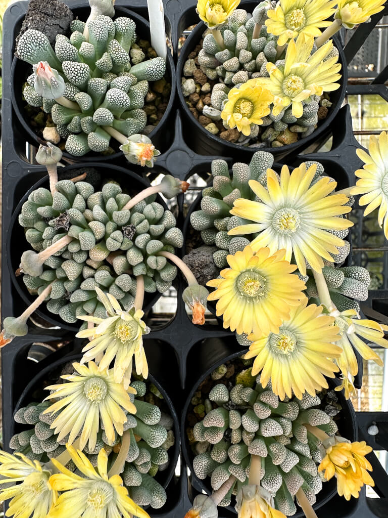 【園主おまかせ・入門株】チタノプシス・プリモシー EA3996