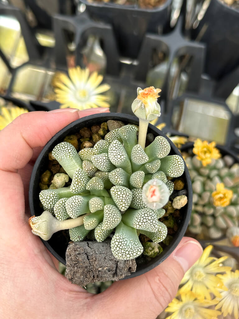 【園主おまかせ・入門株】チタノプシス・プリモシー EA3996