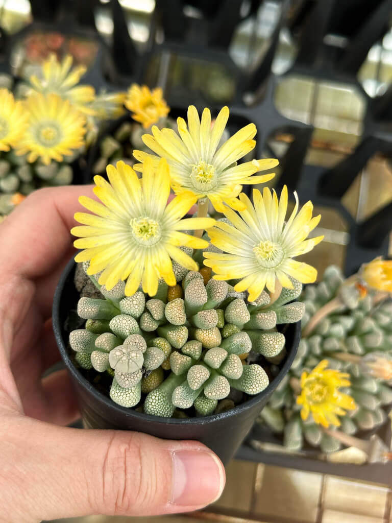 【園主おまかせ・入門株】チタノプシス・プリモシー EA3996