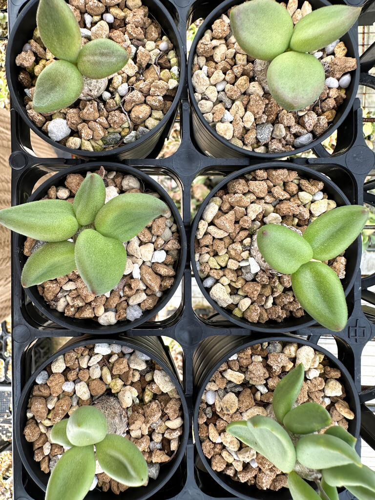 【園主おまかせ・特選株】チレコドン・レティキュラーツス