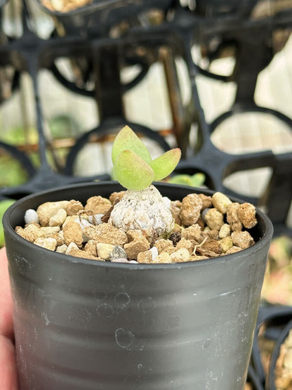 【園主おまかせ・特選株】チレコドン・レティキュラーツス