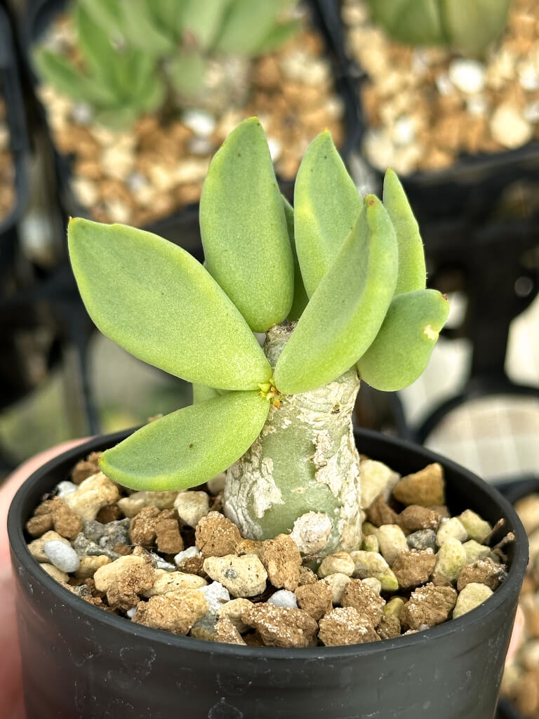 【園主おまかせ・特選株】チレコドン・レティキュラーツス