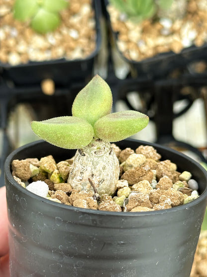 【園主おまかせ・特選株】チレコドン・レティキュラーツス