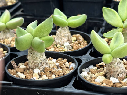 【園主おまかせ・特選株】チレコドン・レティキュラーツス