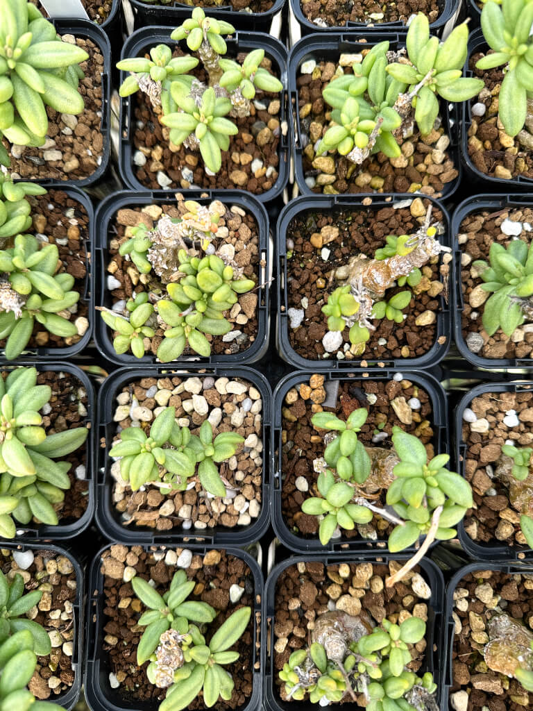 【園主おまかせ・特選株】チレコドン・スルフレウス