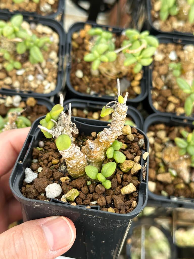 【園主おまかせ・特選株】チレコドン・スルフレウス