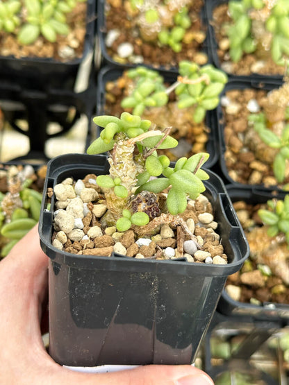 【園主おまかせ・特選株】チレコドン・スルフレウス