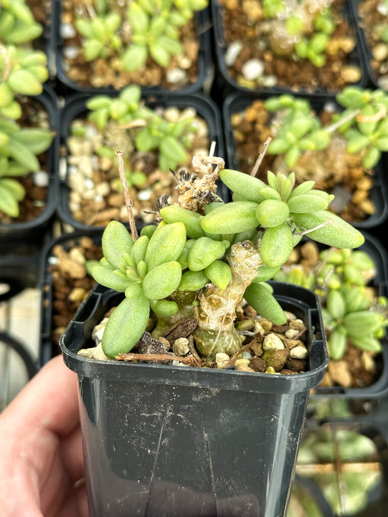 【園主おまかせ・特選株】チレコドン・スルフレウス