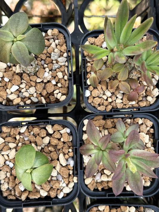 【園主おまかせ・特選株】チレコドン・ベントリコーサス