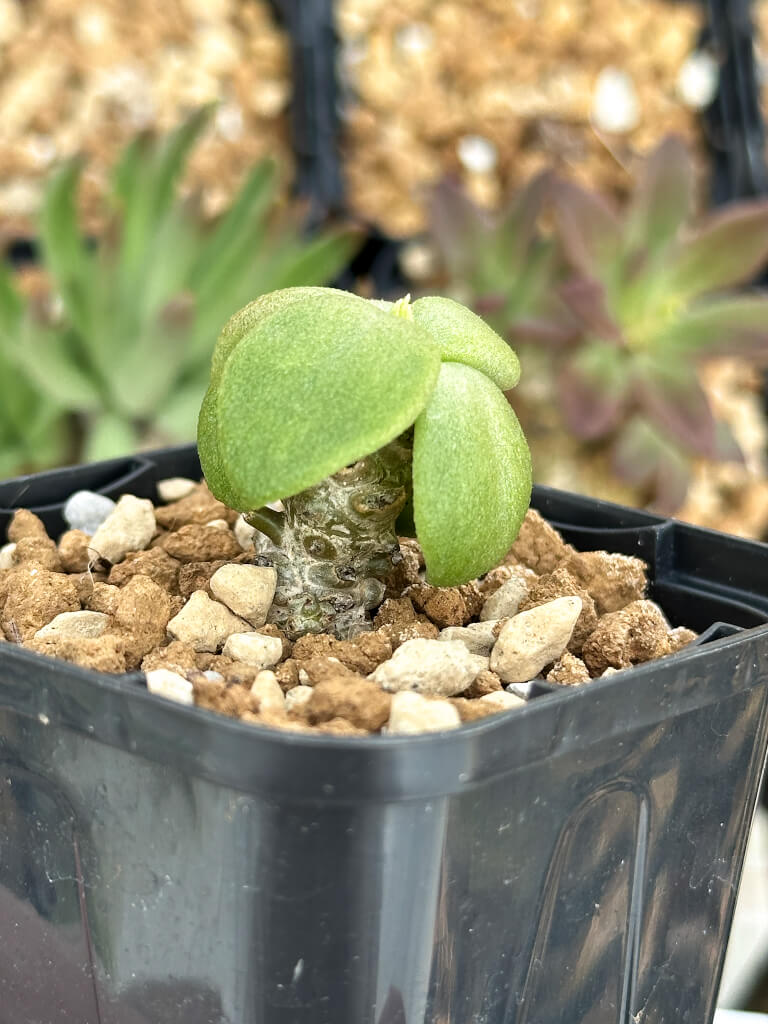 【園主おまかせ・特選株】チレコドン・ベントリコーサス