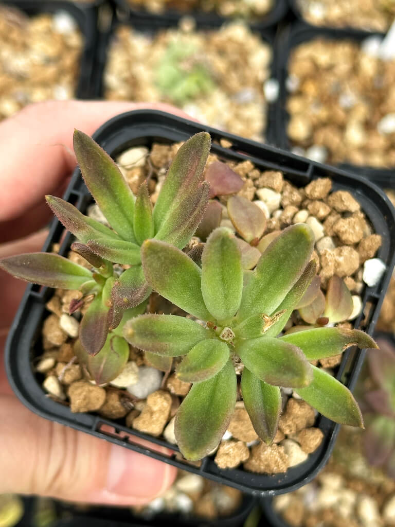 【園主おまかせ・特選株】チレコドン・ベントリコーサス