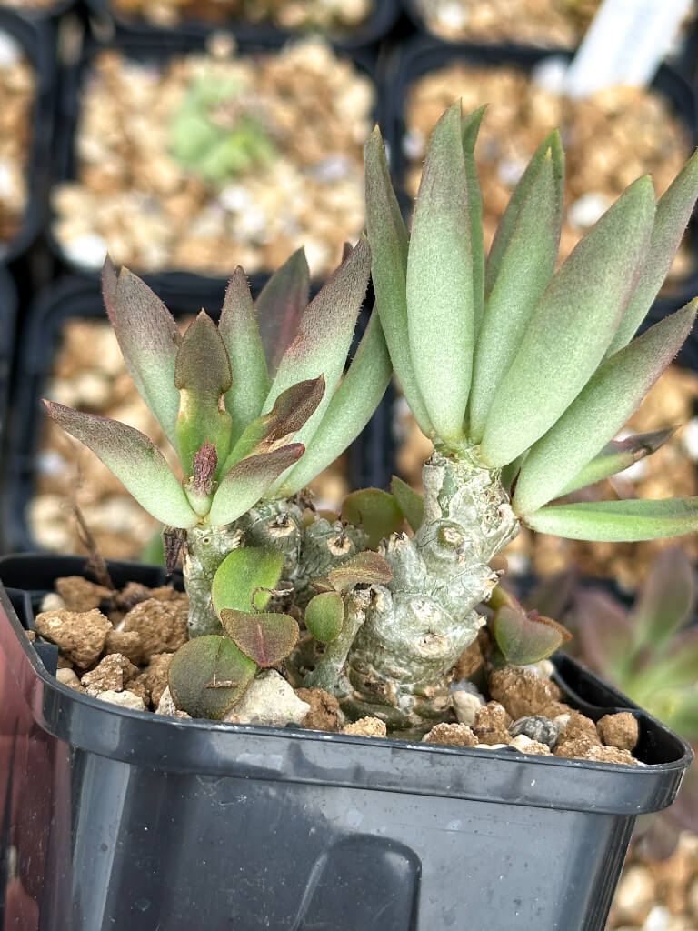 【園主おまかせ・特選株】チレコドン・ベントリコーサス