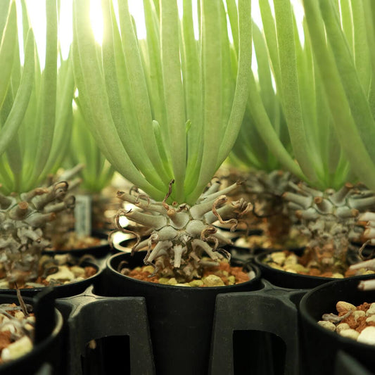 【園主おまかせ・入門株】 チレコドン・ワリチー Tylecodon wallichii