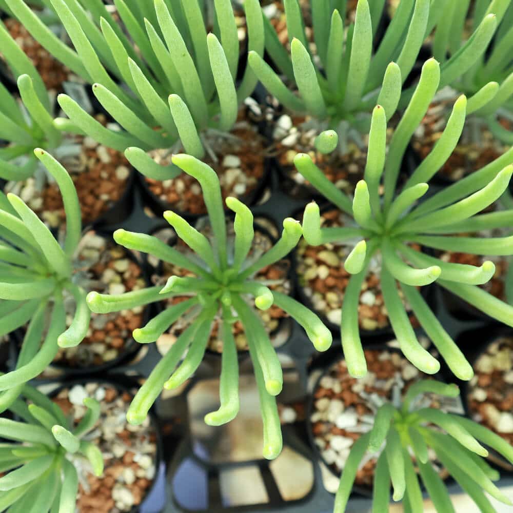 【園主おまかせ・入門株】 チレコドン・ワリチー Tylecodon wallichii