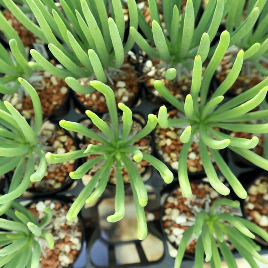 【園主おまかせ・入門株】 チレコドン・ワリチー Tylecodon wallichii