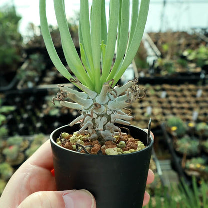 【園主おまかせ・入門株】 チレコドン・ワリチー Tylecodon wallichii