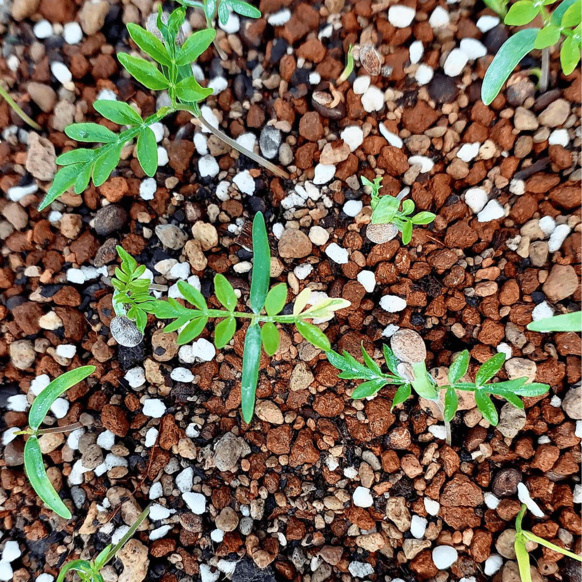 【種】オペルクリカリア・パキプス / Operculicarya pachypus