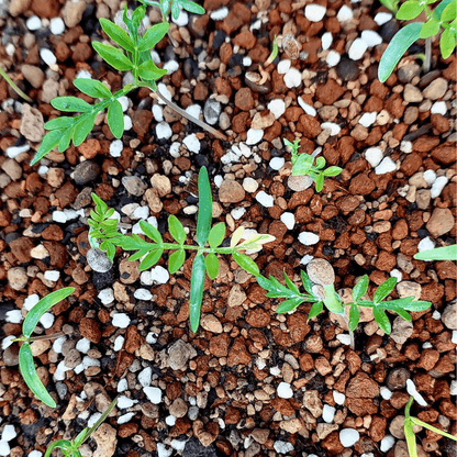 【種】オペルクリカリア・パキプス / Operculicarya pachypus