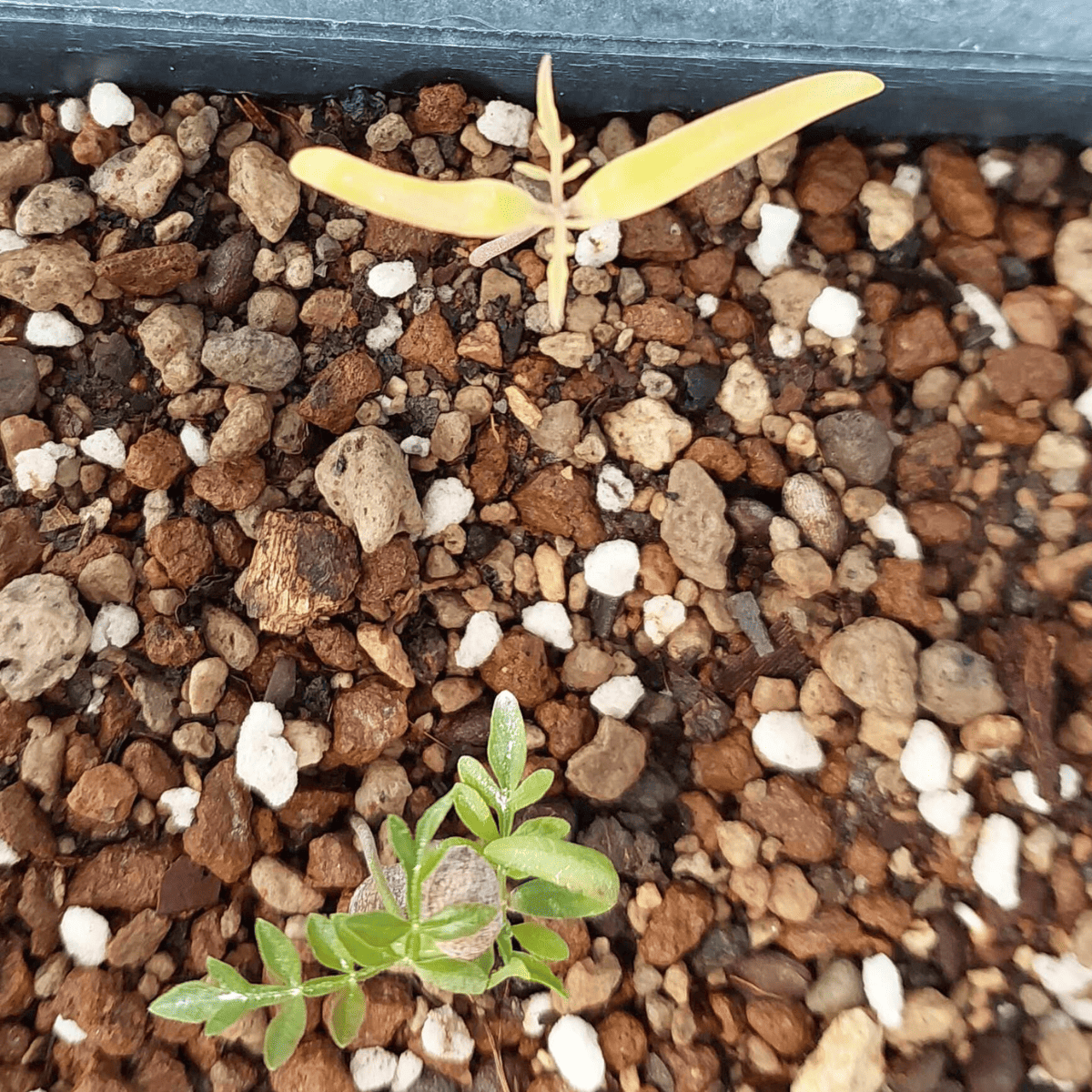 【種】オペルクリカリア・パキプス / Operculicarya pachypus