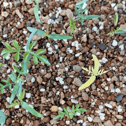 【種】オペルクリカリア・パキプス / Operculicarya pachypus