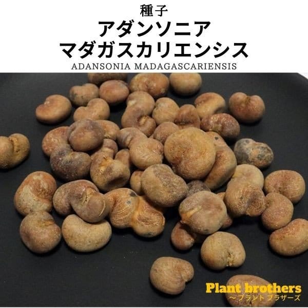 Adansonia madagascariensis / アダンソニア・マダガスカリエンシス