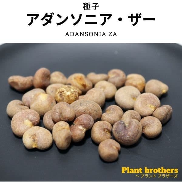 【種】アダンソニア・ザー バオバブ / Adansonia za
