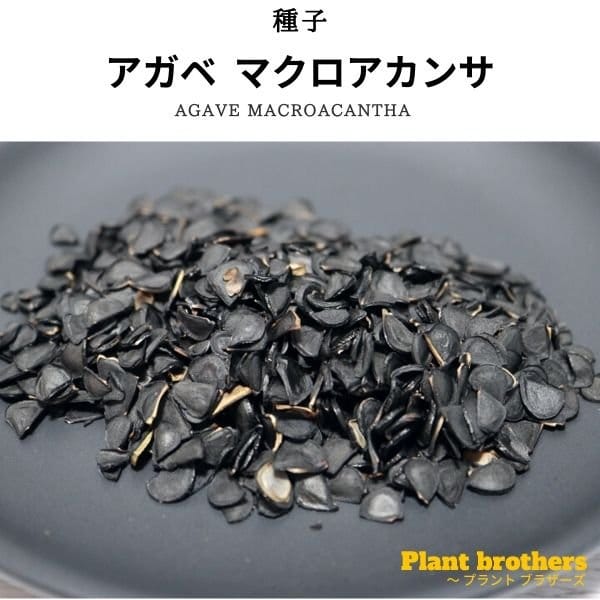 Agave macroacantha / アガベ・マクロアカンサ