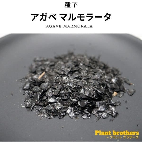 Agave marmorata / アガベ・マルモラータ