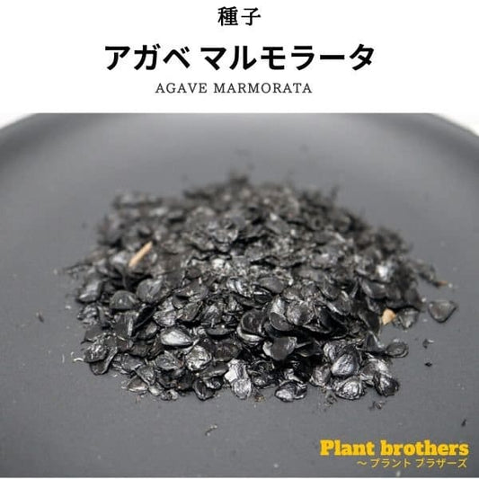 Agave marmorata / アガベ・マルモラータ