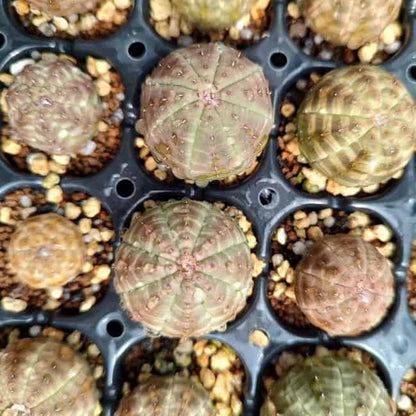 【園主おまかせ・入門株】ユーフォルビア・オベサ Euphorbia obesa