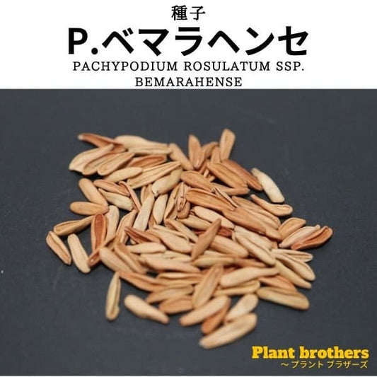 Pachypodium bemarahense / パキポディウム・ベマラヘンセ