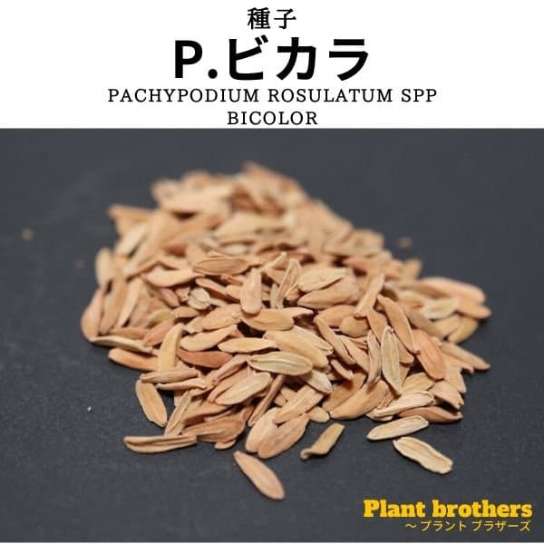 Pachypodium bicolor / パキポディウム・ビカラ [栽培採種]