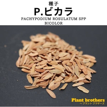 【種】パキポディウム・ビカラ [栽培採種] / Pachypodium bicolor