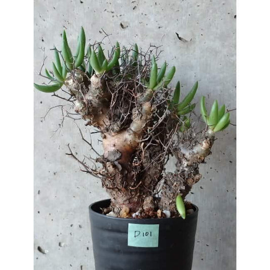 【現品限り】チレコドン 万物想 d101 202111 Tylecodon reticulatus レティキュラーツス